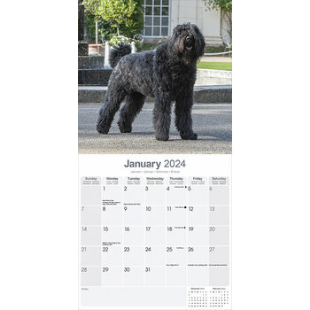 Calendrier 2024 Bouvier des flandres Calendrier 2024 Bouvier des flandres