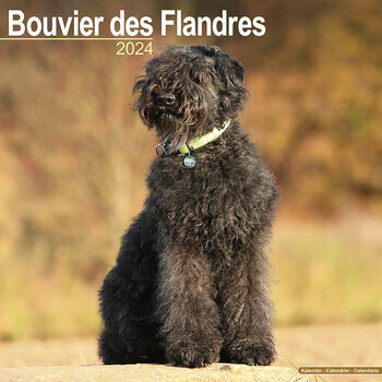 Calendrier 2024 Bouvier des flandres Calendrier 2024 Bouvier des flandres