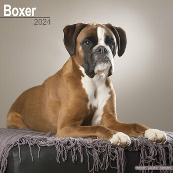 Calendrier 2024 Boxer Calendrier 2024 Boxer