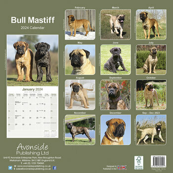 Calendrier 2024 Bullmastiff Calendrier 2024 Bullmastiff
