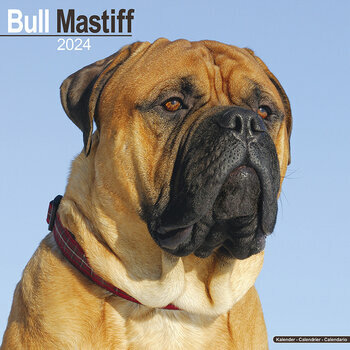 Calendrier 2024 Bullmastiff