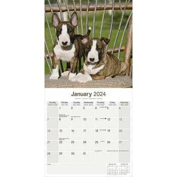 Calendrier 2024 Bull terrier Calendrier 2024 Bull terrier