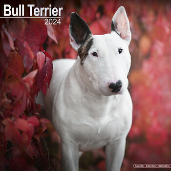 Calendrier 2024 Bull terrier Calendrier 2024 Bull terrier