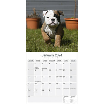 Calendrier 2024 Bulldog anglais Calendrier 2024 Bulldog anglais