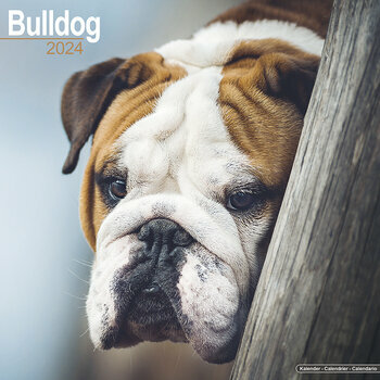 Calendrier 2024 Bulldog anglais Calendrier 2024 Bulldog anglais