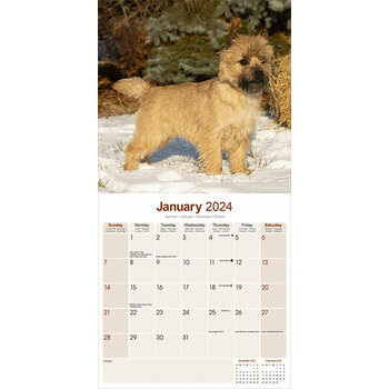 Calendrier 2024 Cairn terrier