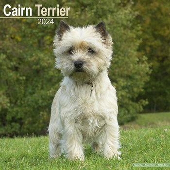 Calendrier 2024 Cairn terrier