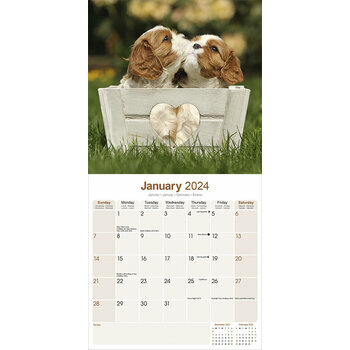 Calendrier 2024 Cavalier king charles