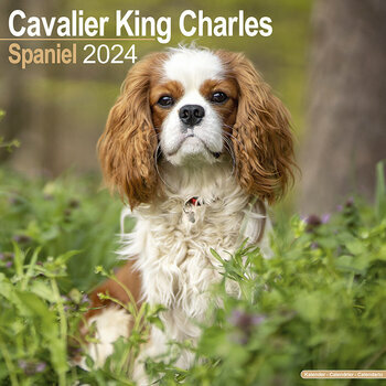 Calendrier 2024 Cavalier king charles