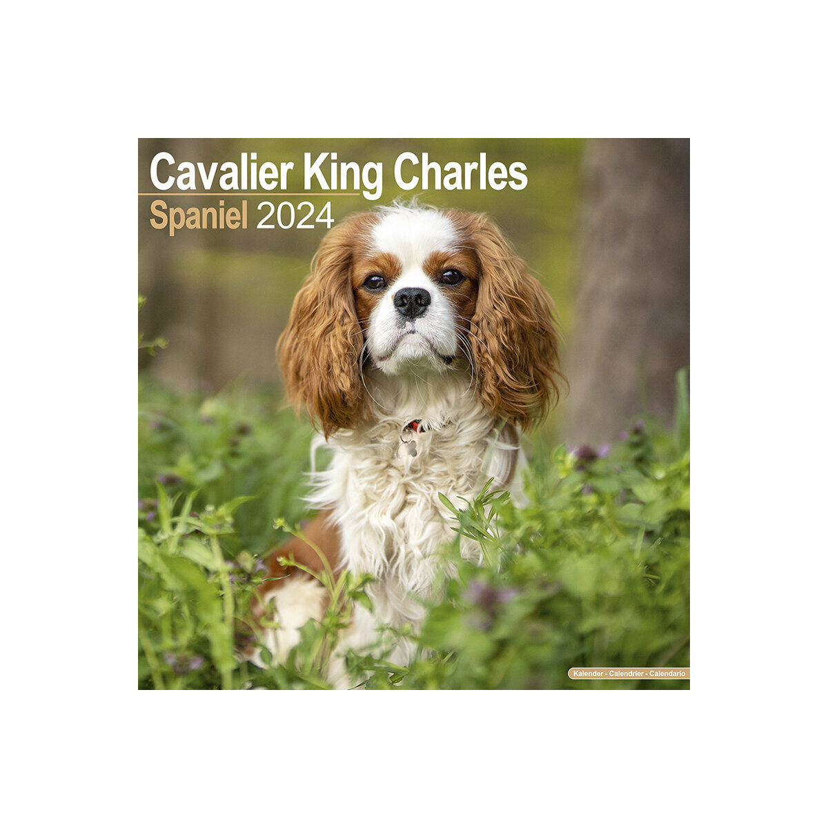 calendrier Cavalier king charles 2024