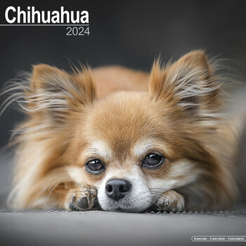 Calendrier 2024 Chihuahua