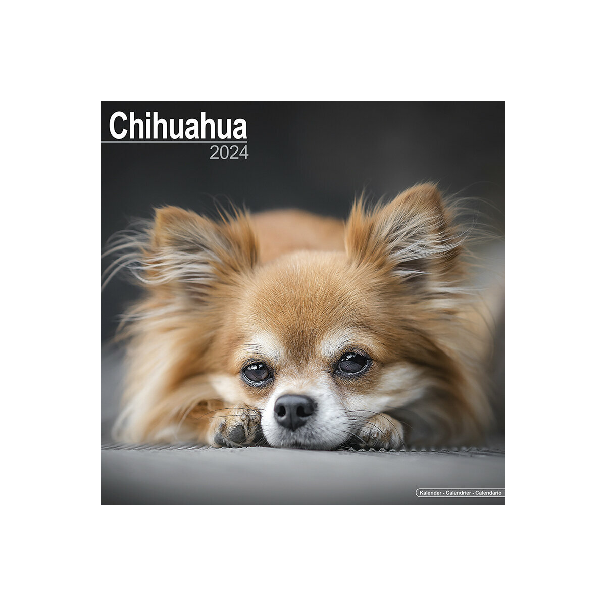 calendrier Chihuahua 2024