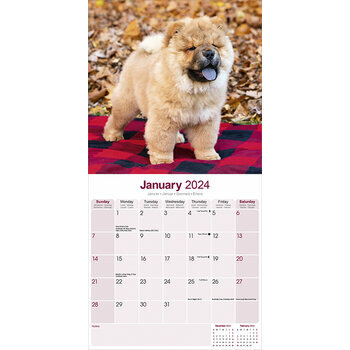 Calendrier 2024 Chow chow