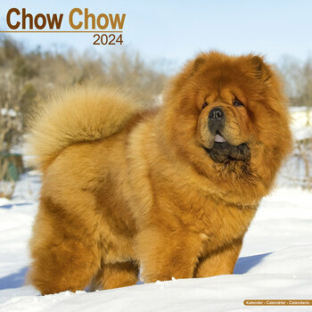 Calendrier 2024 Chow chow
