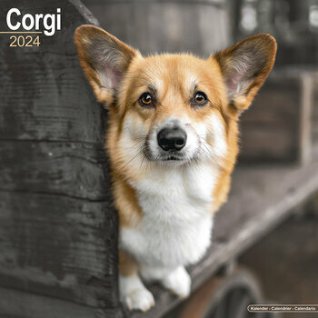 Calendrier 2024 Corgi