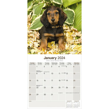 Calendrier 2024 Teckel poil long Calendrier 2024 Teckel poil long