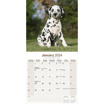 Calendrier 2024 Dalmatien Calendrier 2024 Dalmatien