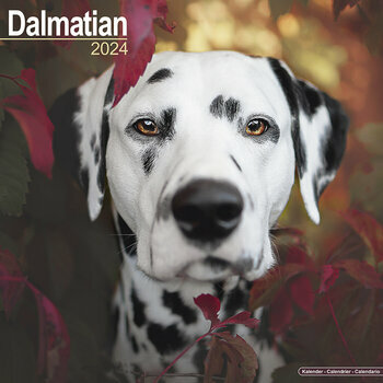 Calendrier 2024 Dalmatien Calendrier 2024 Dalmatien