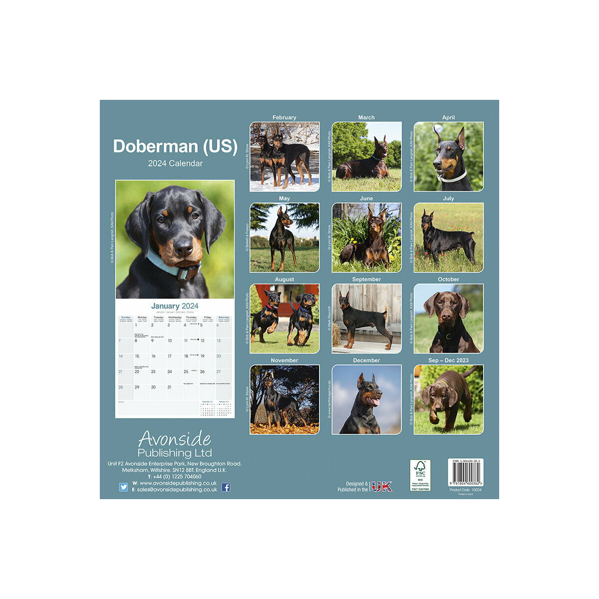 calendrier Doberman oreilles coupées 2024