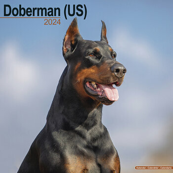 Calendrier 2024 Dobermann oreilles coupées