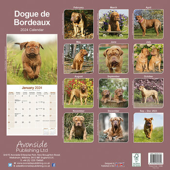 Calendrier 2024 Dogue de bordeaux