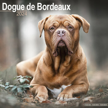 Calendrier 2024 Dogue de bordeaux