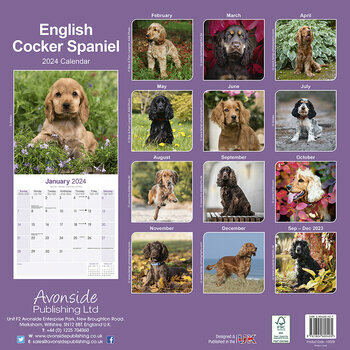 Calendrier 2024 Cocker anglais