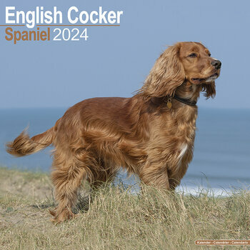 Calendrier 2024 Cocker anglais