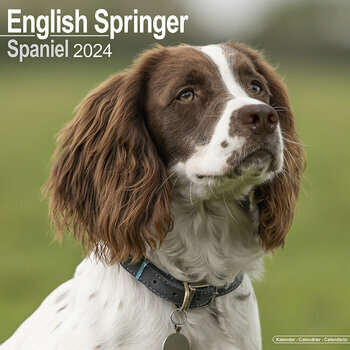 Calendrier 2024 English springer spaniel