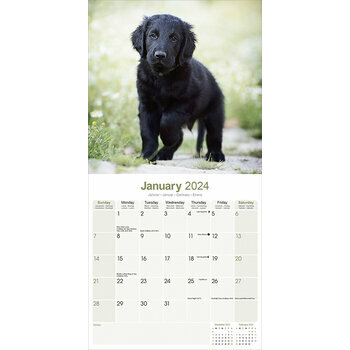 Calendrier 2024 Flat coated retriever