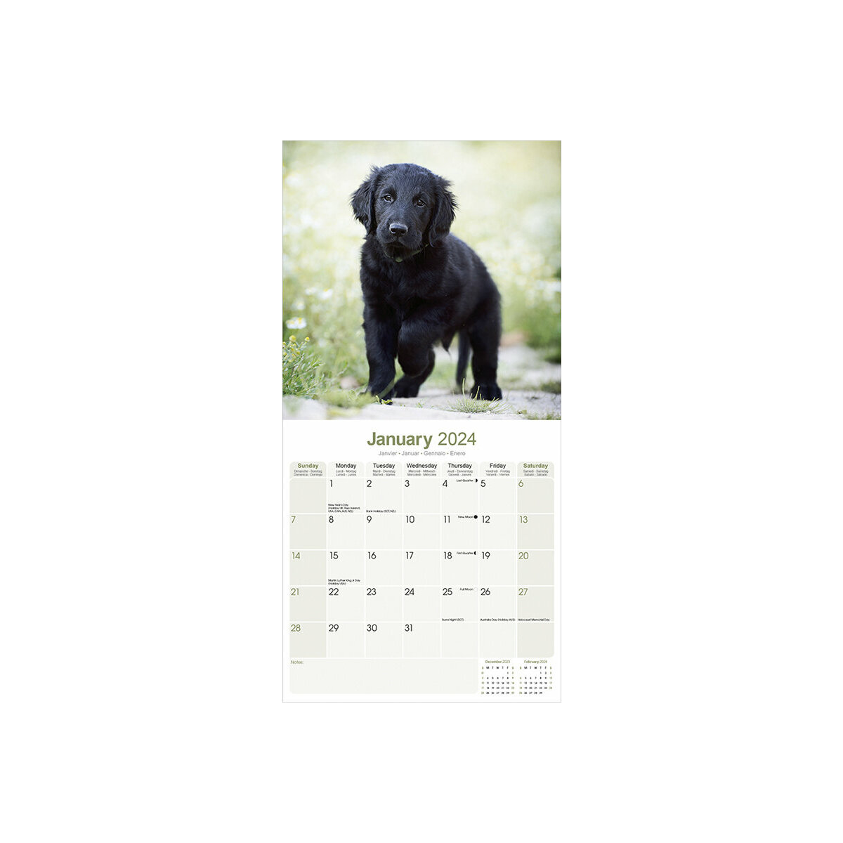 calendrier Flat coated retriever 2024