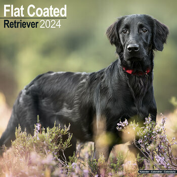 Calendrier 2024 Flat coated retriever