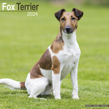 Calendrier 2024 Fox terrier