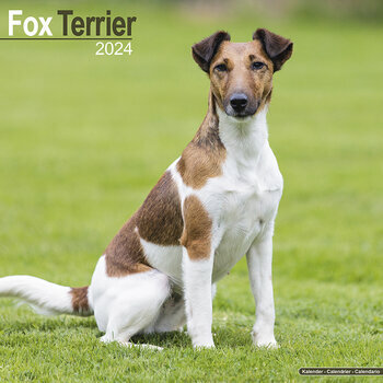 Calendrier 2024 Fox terrier