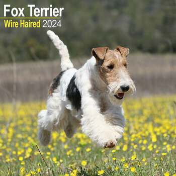 Calendrier 2024 Fox terrier poil dur