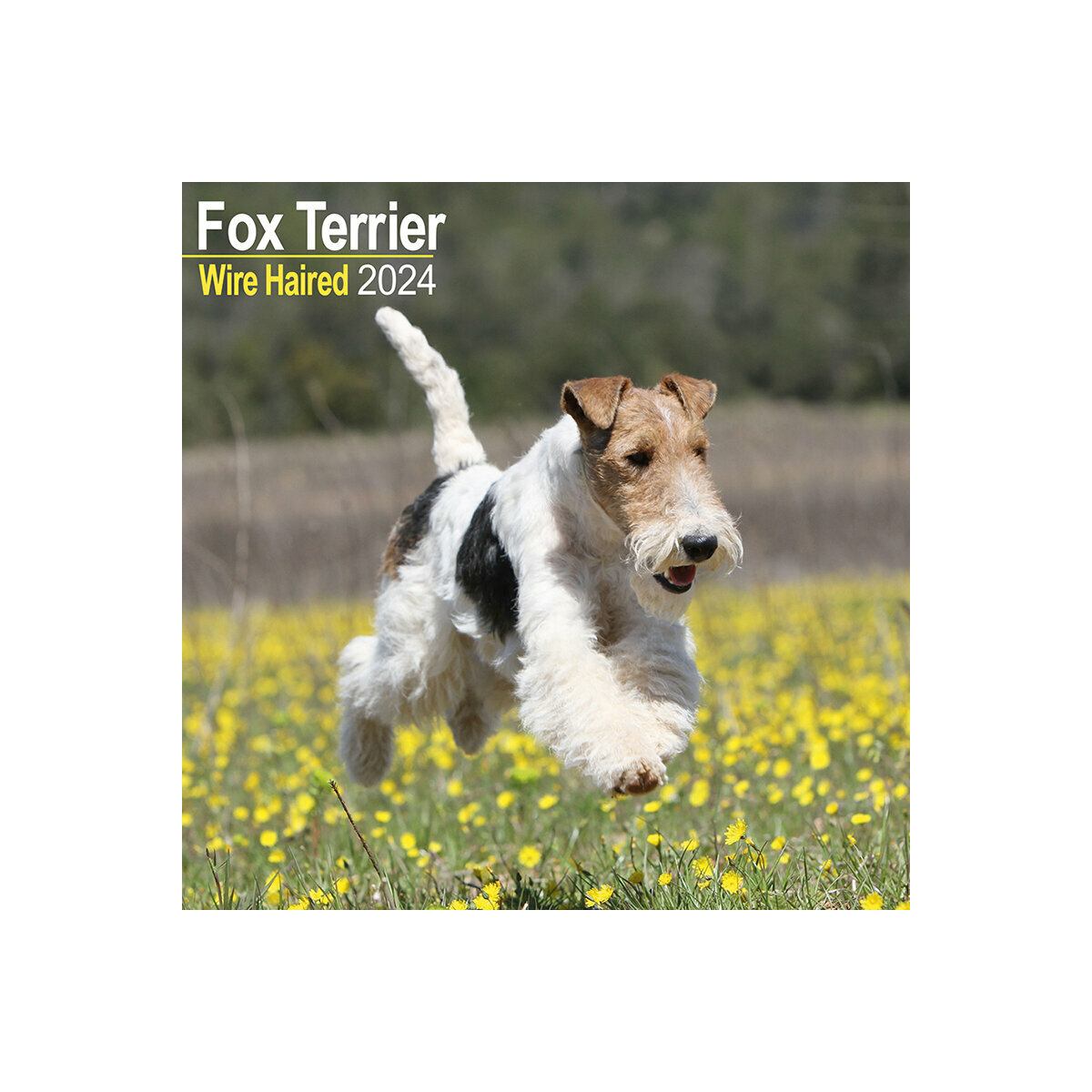 calendrier Fox terrier poil dur 2024