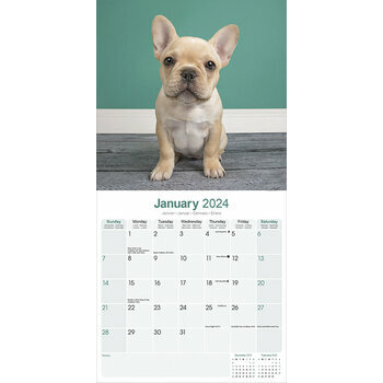 Calendrier 2024 Bouledogue français Calendrier 2024 Bouledogue français