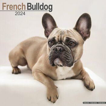 Calendrier 2024 Bouledogue français Calendrier 2024 Bouledogue français