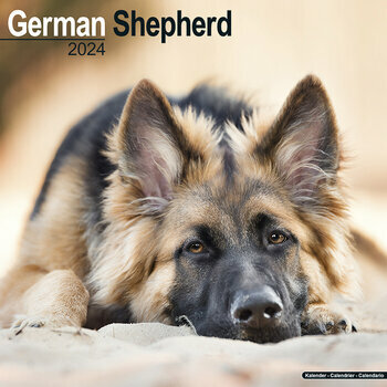Calendrier 2024 Berger allemand Calendrier 2024 Berger allemand