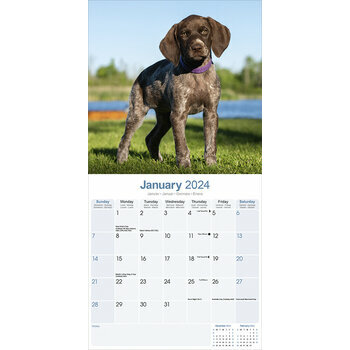 Calendrier 2024 Braque allemand poil court Calendrier 2024 Braque allemand poil court