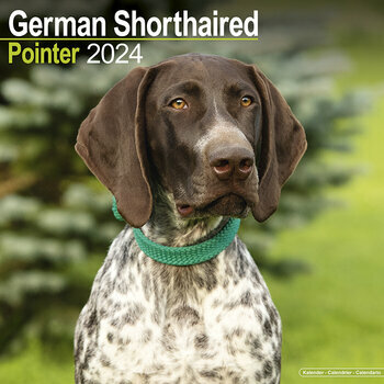 Calendrier 2024 Braque allemand poil court Calendrier 2024 Braque allemand poil court