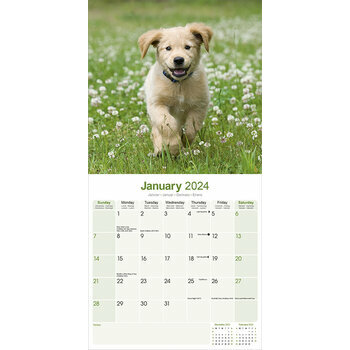 Calendrier 2024 Golden retriever Calendrier 2024 Golden retriever