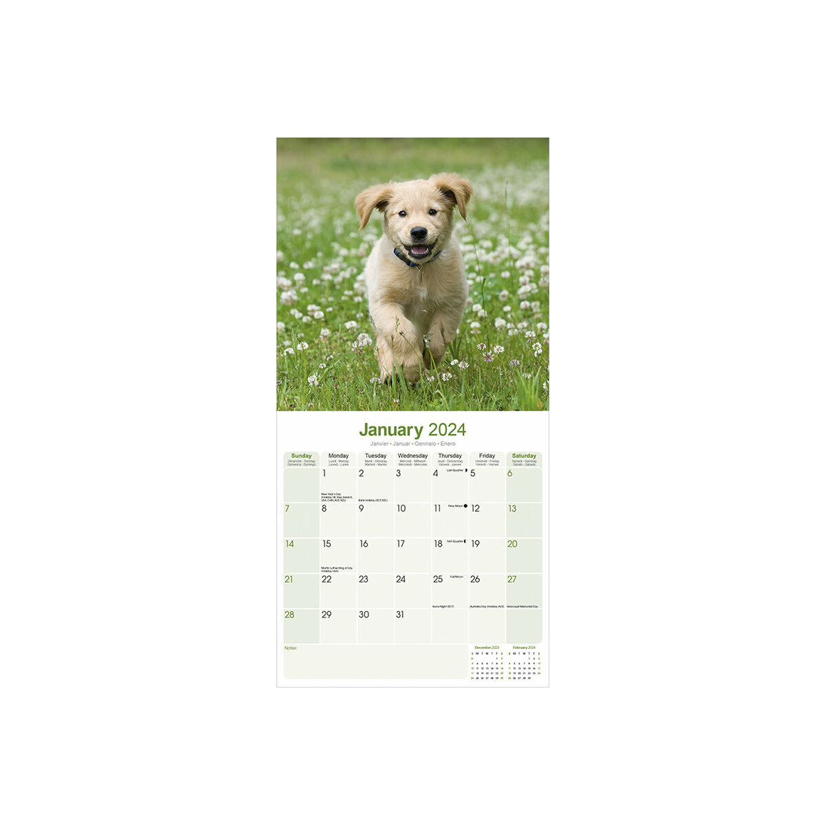 calendrier Golden retriever 2024