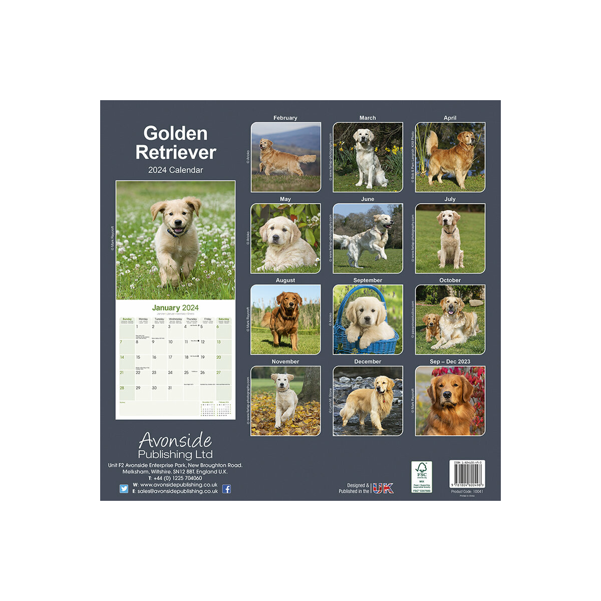 calendrier Golden retriever 2024 calendrier Golden retriever 2024