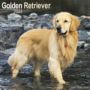 Calendrier 2024 Golden retriever