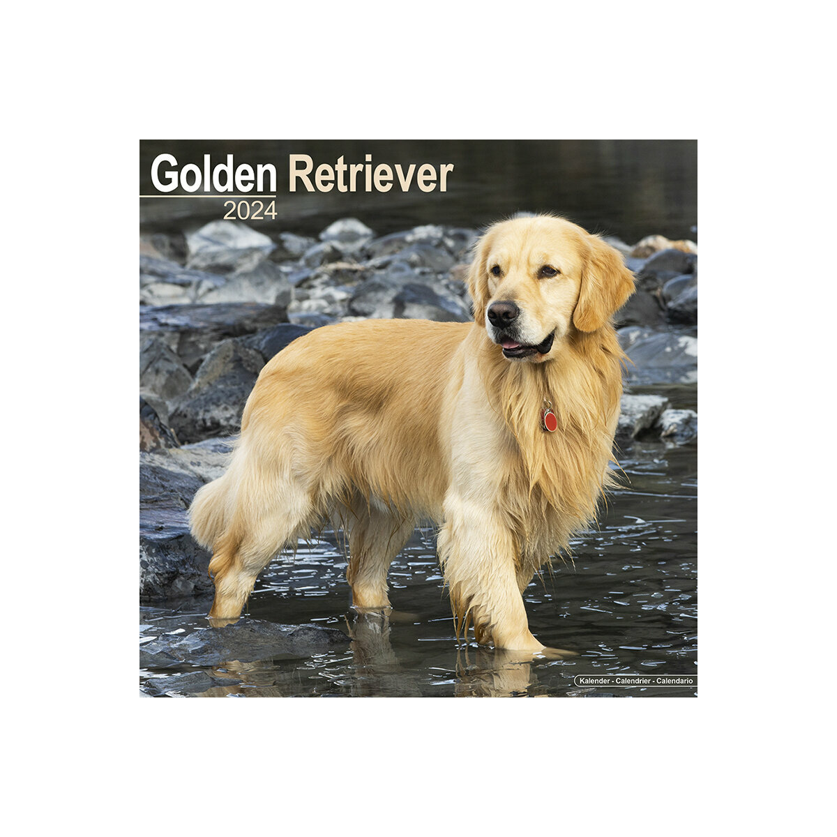 calendrier Golden retriever 2024