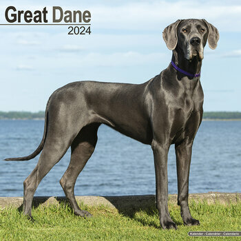 Calendrier 2024 Dogue allemand