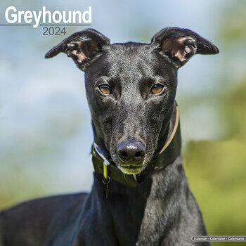 Calendrier 2024 Greyhound