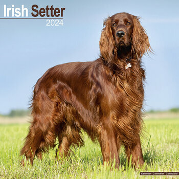 Calendrier 2024 Setter irlandais