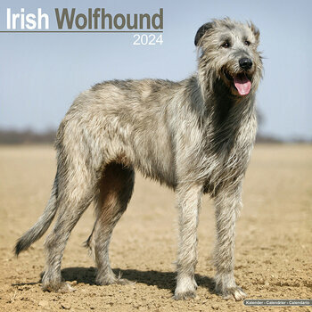 Calendrier 2024 Irish wolfhound